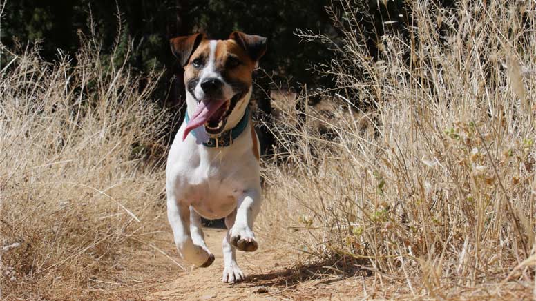 Jack Russell Teriér v Atlase psů na WEBFORDOG